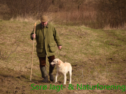 Hundetræning forår 2017